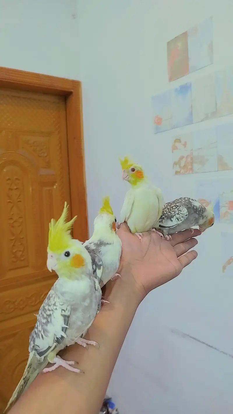 Quality Handtamed Cocktails Available Also Handtamed Australian Budgie — photo 4