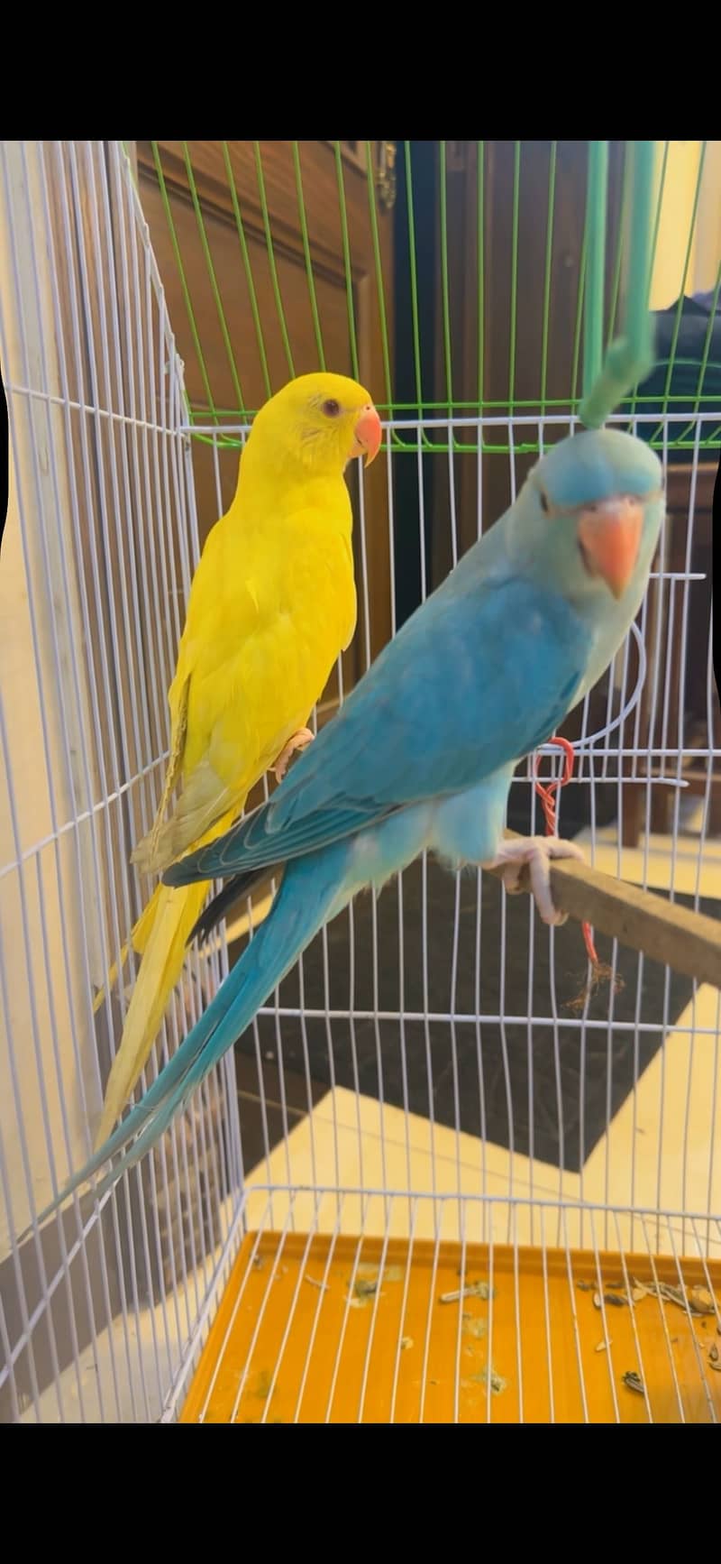 Perrot 0