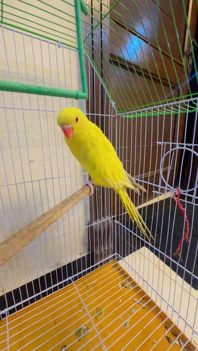 Perrot