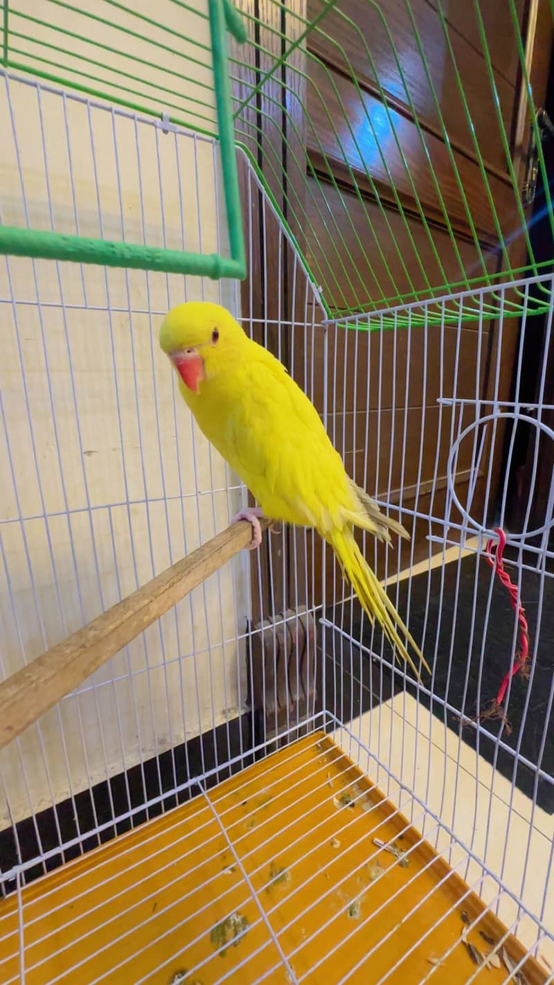 Perrot 1