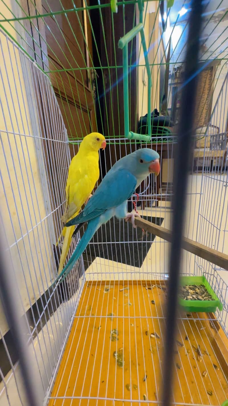 Perrot 2