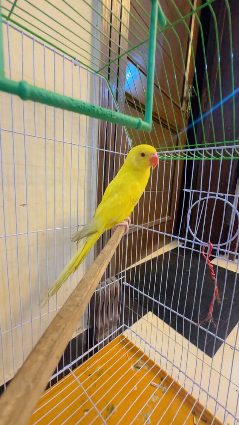 Perrot 3
