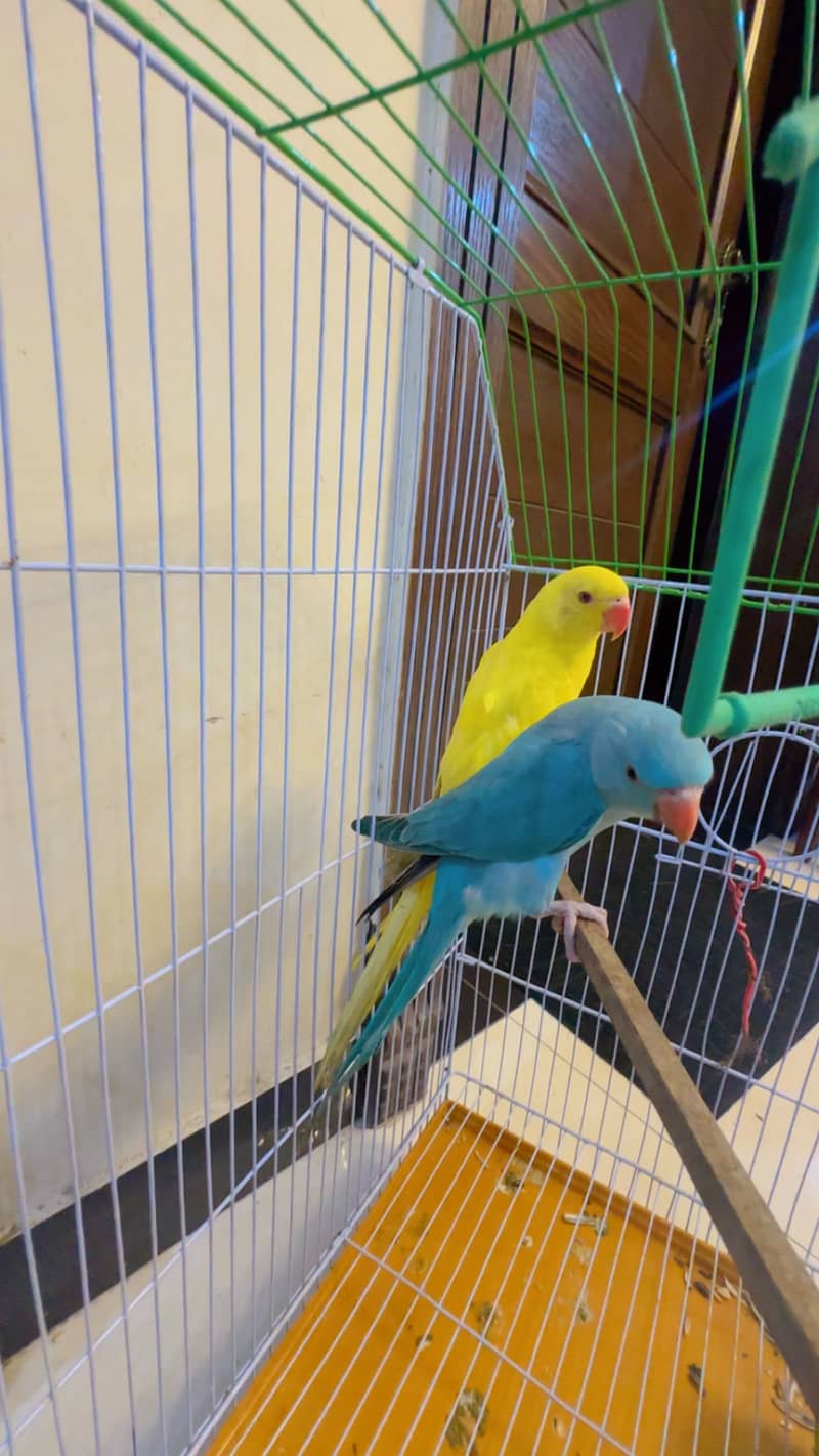 Perrot 4