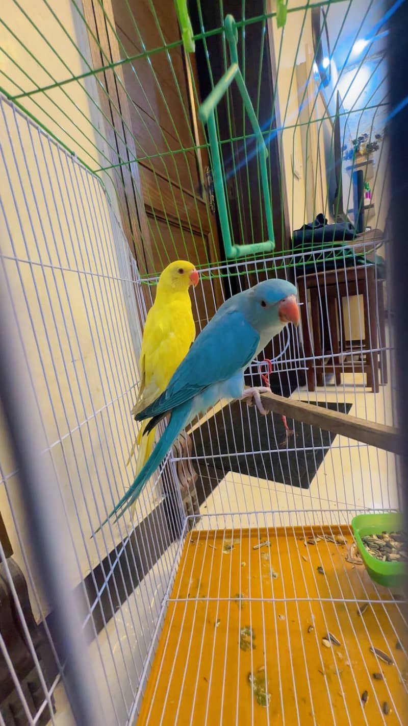 Perrot 5