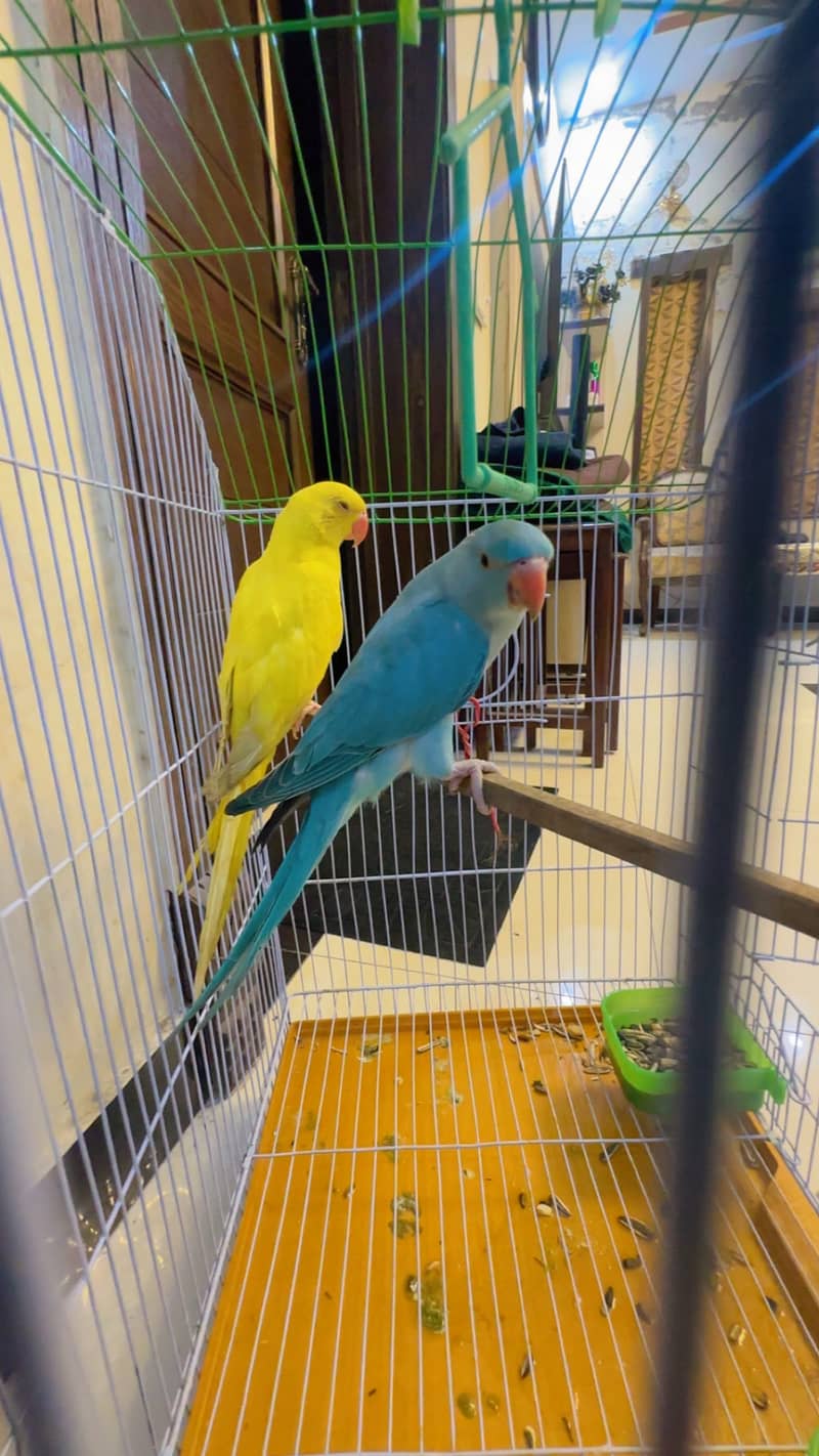 Perrot 6