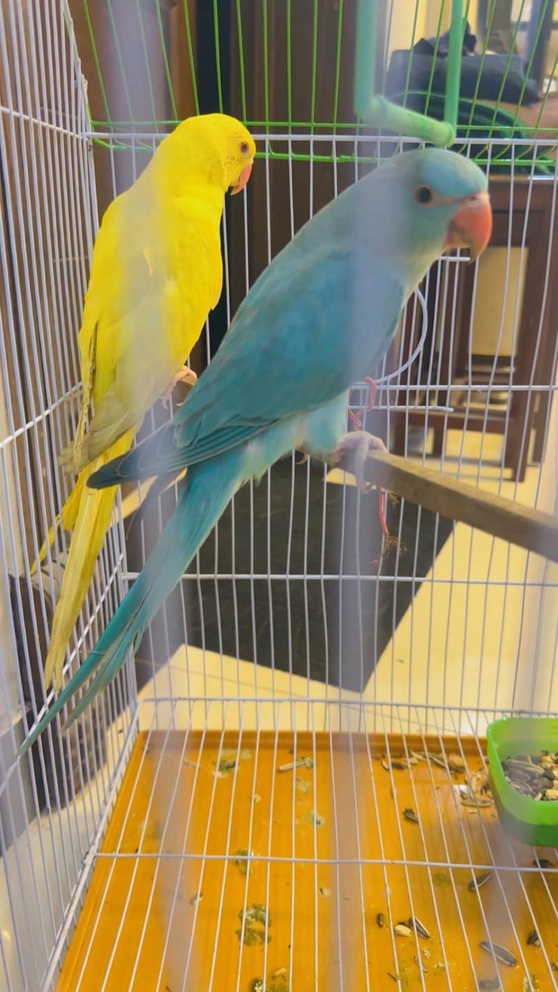 Perrot 7