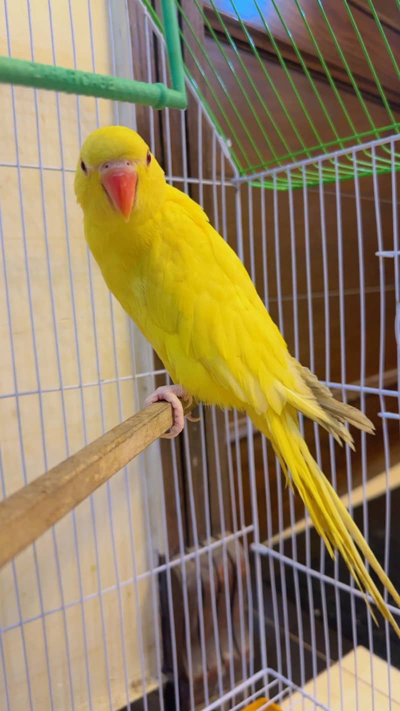 Perrot 8