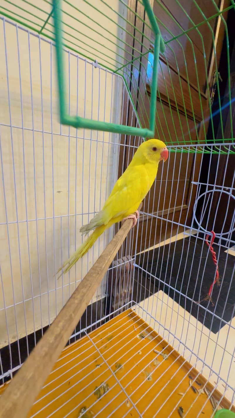 Perrot 9