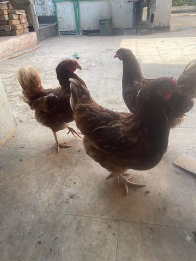 lohman Brown hens