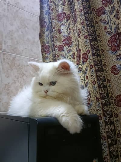 Persian cat for sale 1 year old