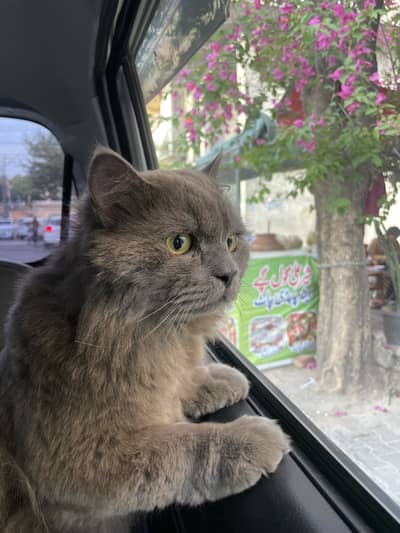 Healthy grey persian cat for sale