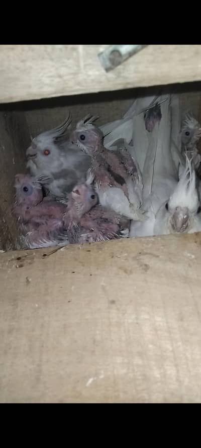 V paied and gray chick and eno breader female