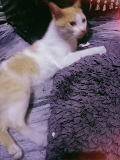 yellow eyes white and yellow colour femail Desi Mimi