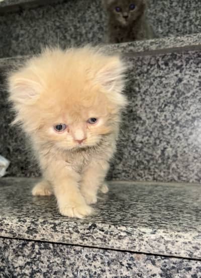 4 beautiful triple coated kittens