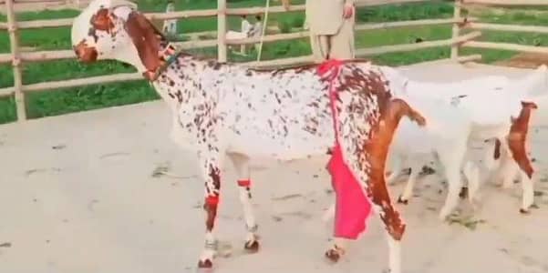 dasi bital bakri urgent for sale call no 0326,,38,,49,,824