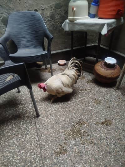 white hen (This rooster gives the Azan)
