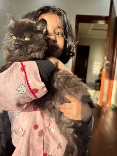 Vaccinated cat , very active and playfull