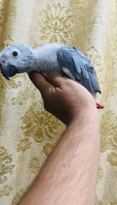 African grey parrot 3 month age for sale contact number 03491624655
