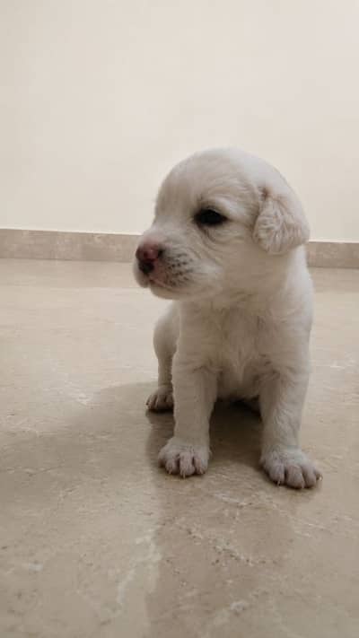 Labrador