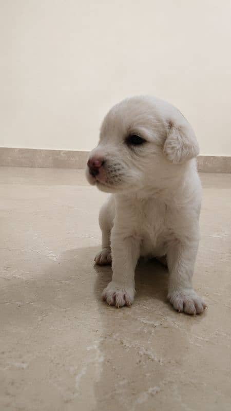 Labrador 0