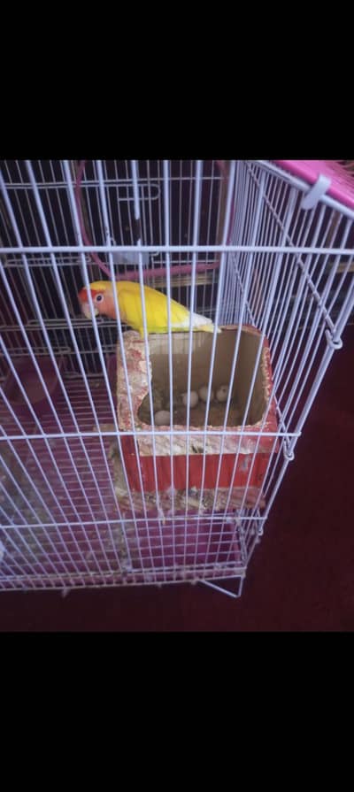 love birds