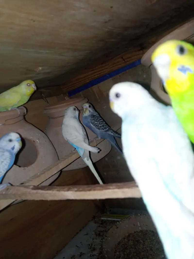 budgies for sale