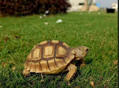 Sulcata Tortoitse available