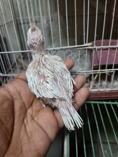 Asalam o Alikum I am selling eno cockatiels chicks age 15 days