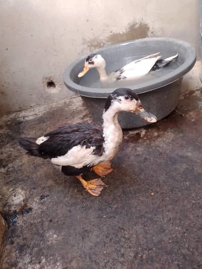 ducks adult pair h female egg bhi deti h