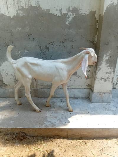Rajanpuri Male 7 months Age khassi