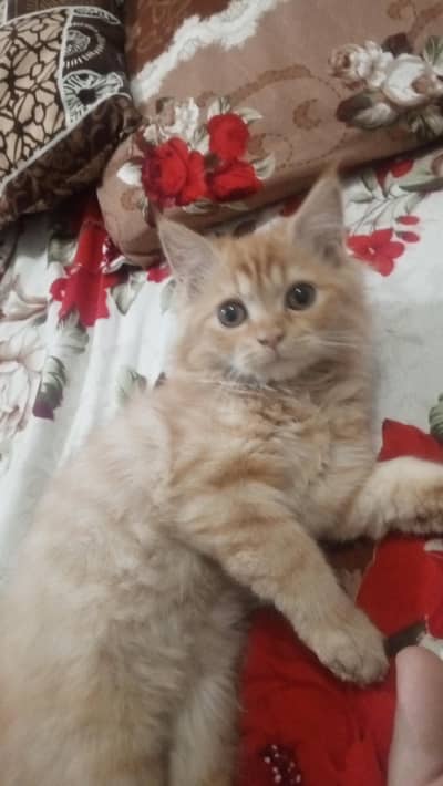 Persian kitten