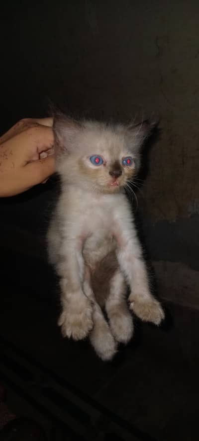 Cute Kitten For sale