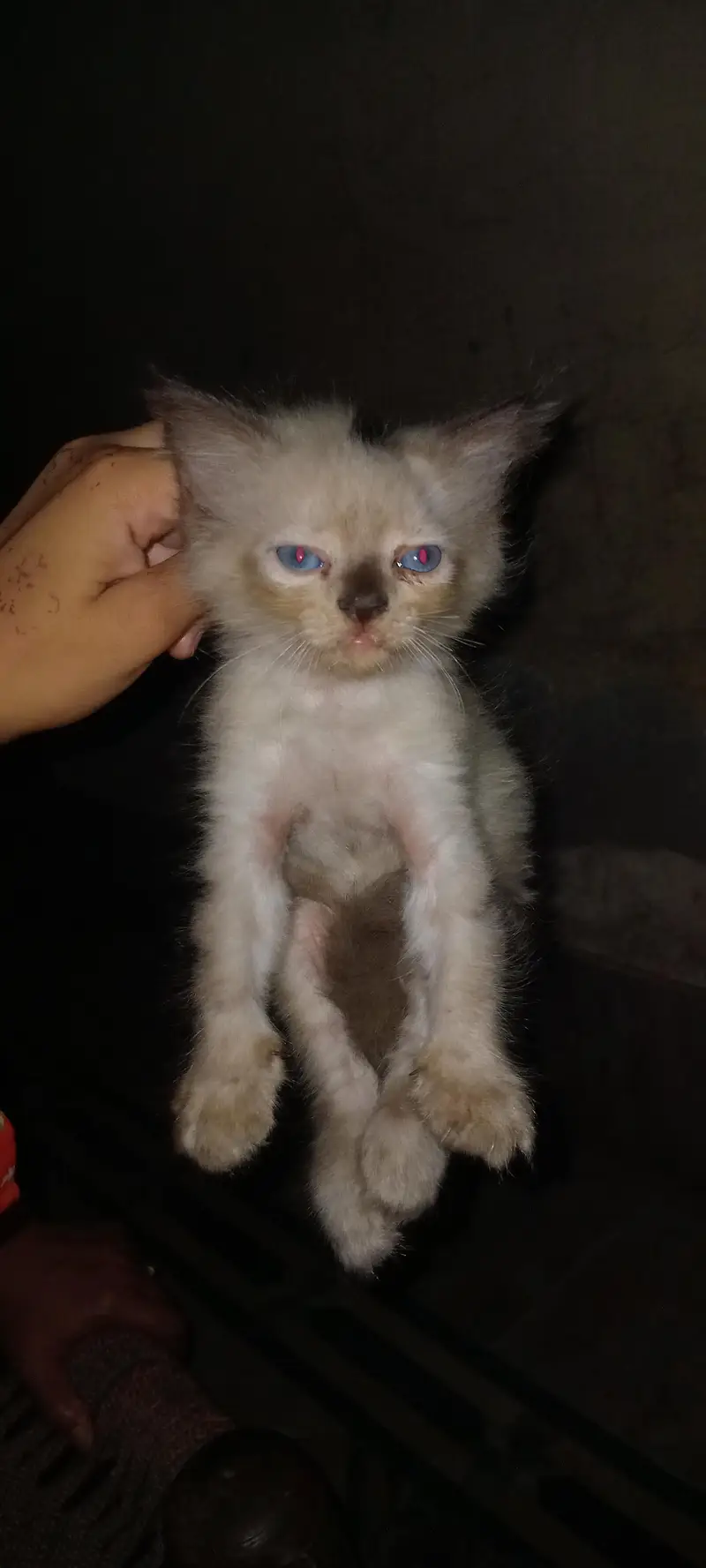 Cute Kitten For sale — photo 2