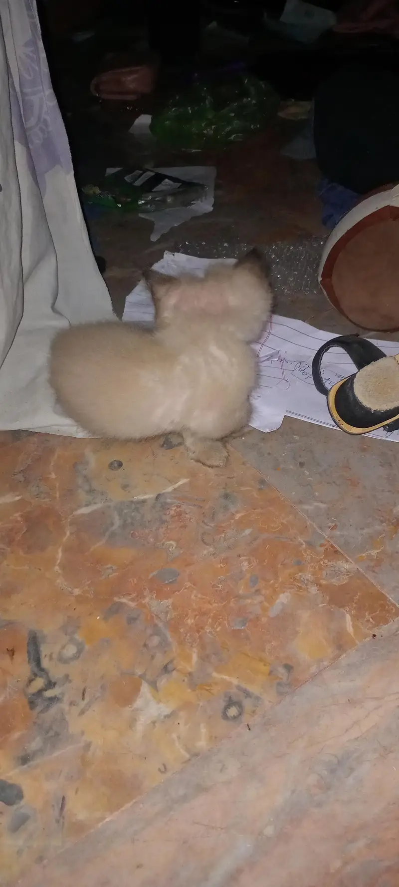 Cute Kitten For sale — photo 3