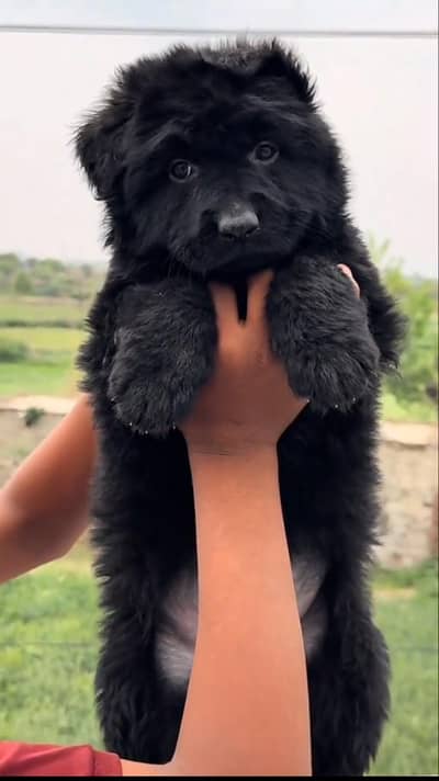 black German Shepherd long got puppies for sale