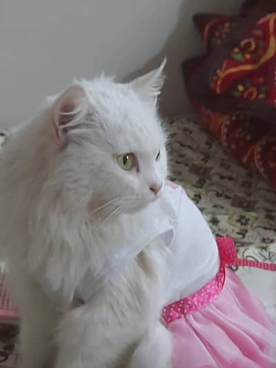 Persian Female Cat For Sale