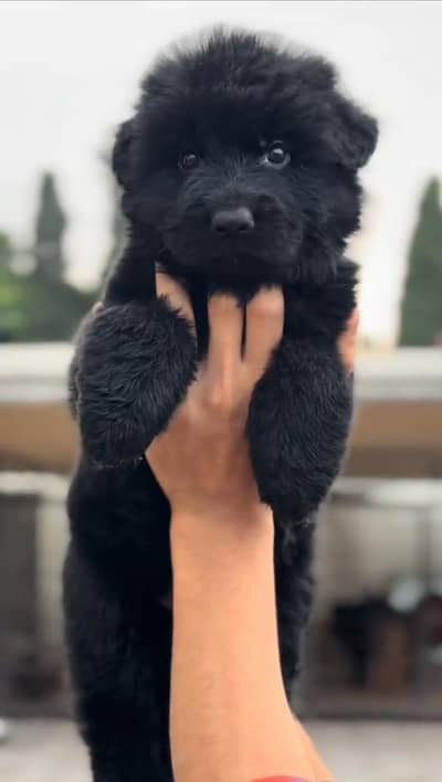 German Shepherd email for sale black German