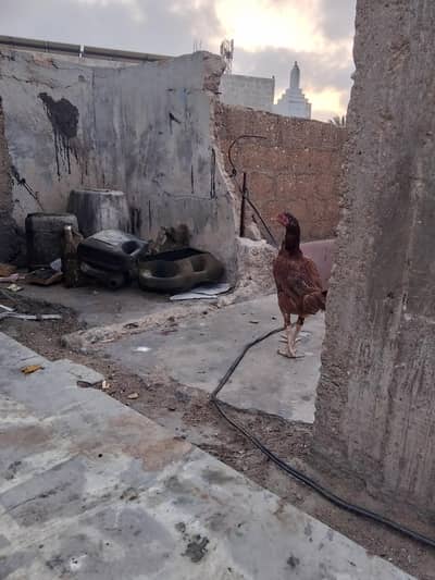 Aseel hen anday derahi ha