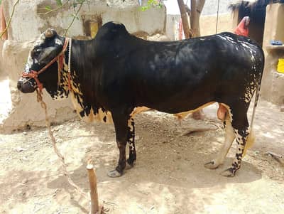 kheera wacha