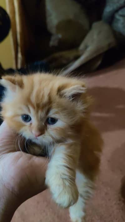 active kitten