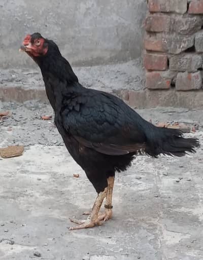 extra big size Shamoo Aseel hen