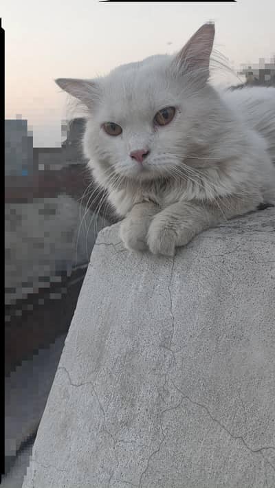 Persian Male Cat Blue eyes