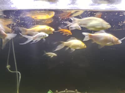 Fishes for sale