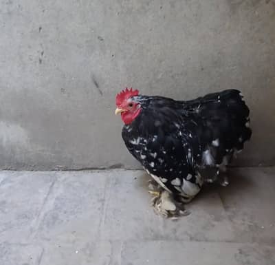 molted bantam male