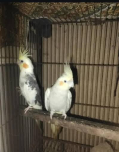 cocktail pair sell