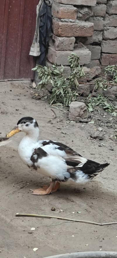 ducks breader pair