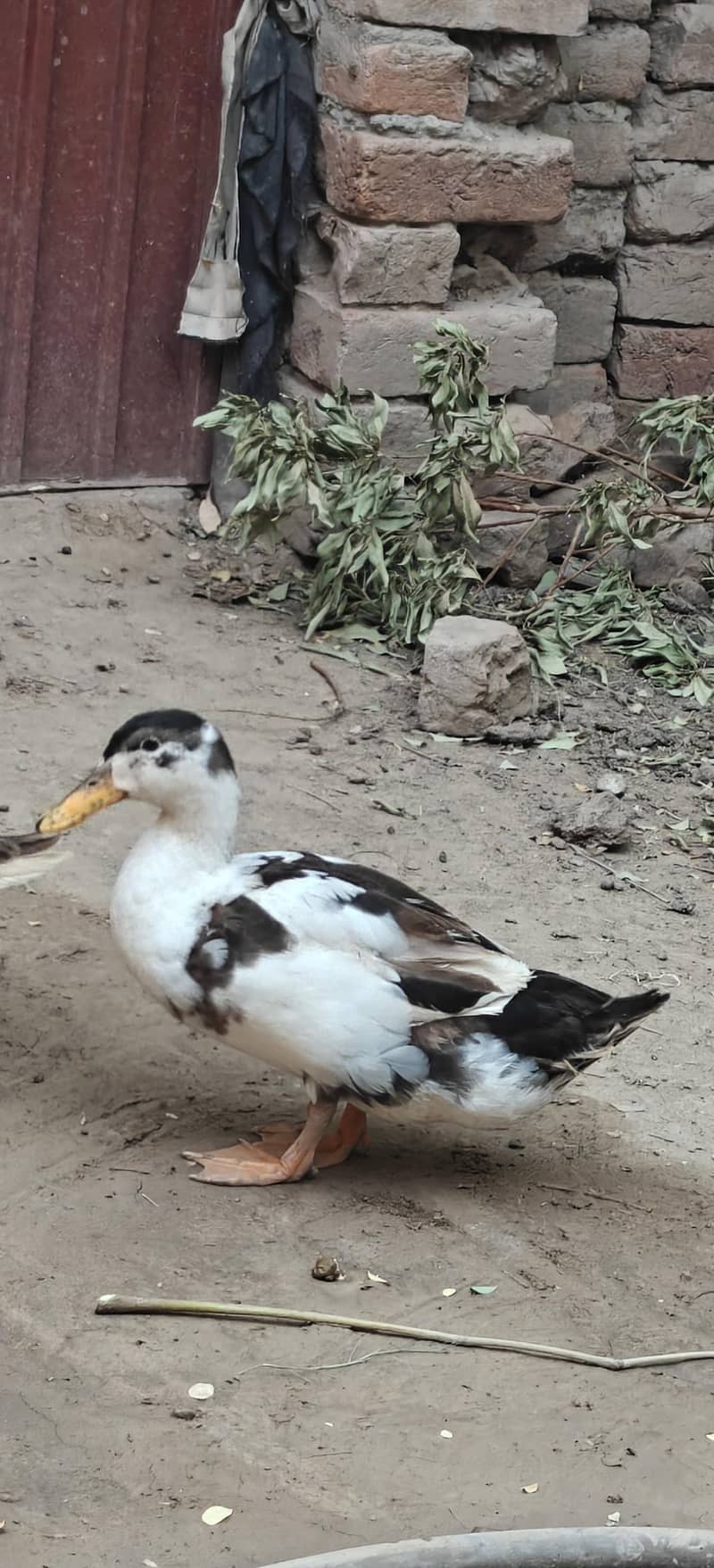 ducks breader pair 0
