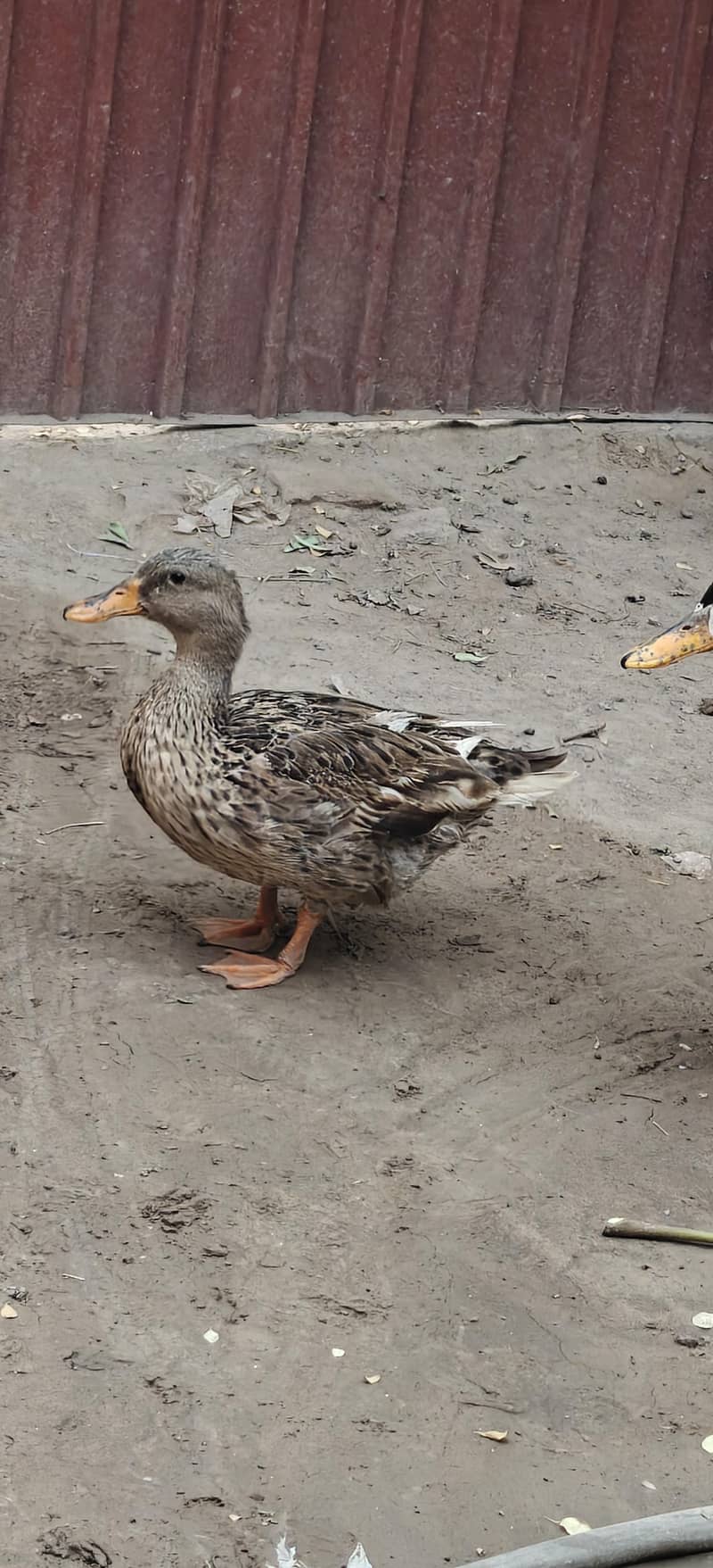 ducks breader pair 1