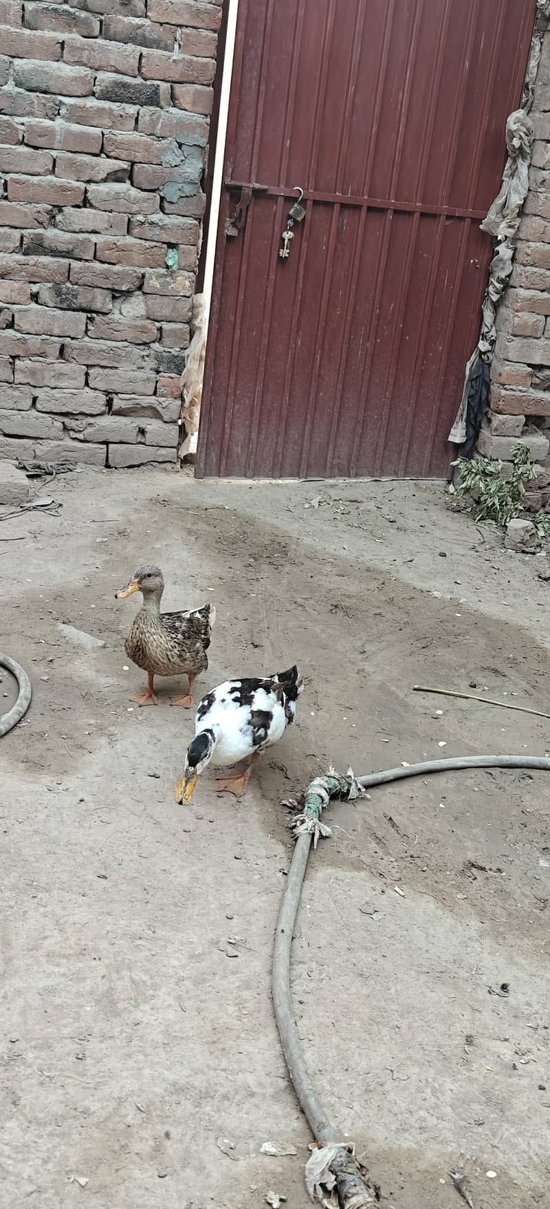 ducks breader pair 2