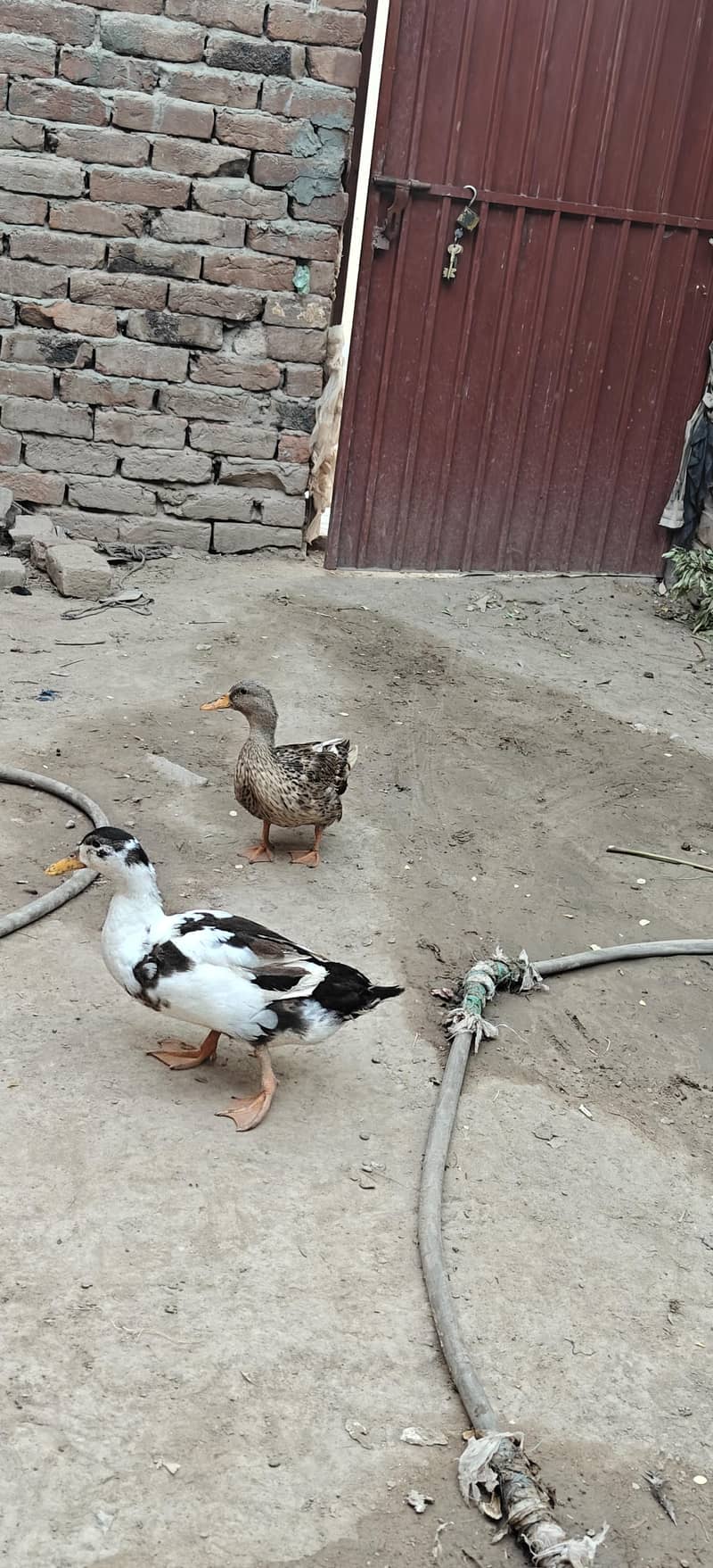 ducks breader pair 3
